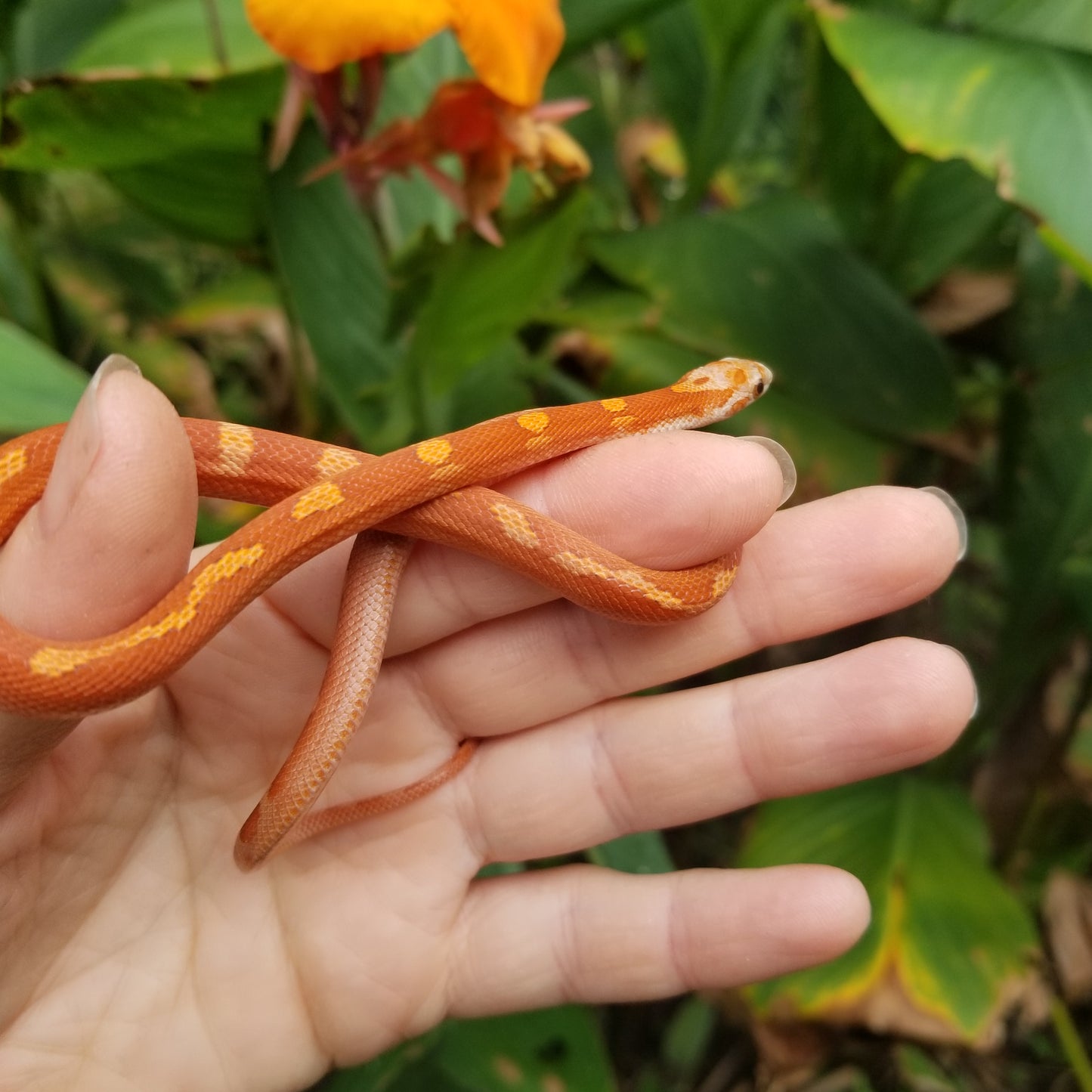"Poprocks" Hypo Ultra Bloodred Pied Motley-Stripe JuMi12408