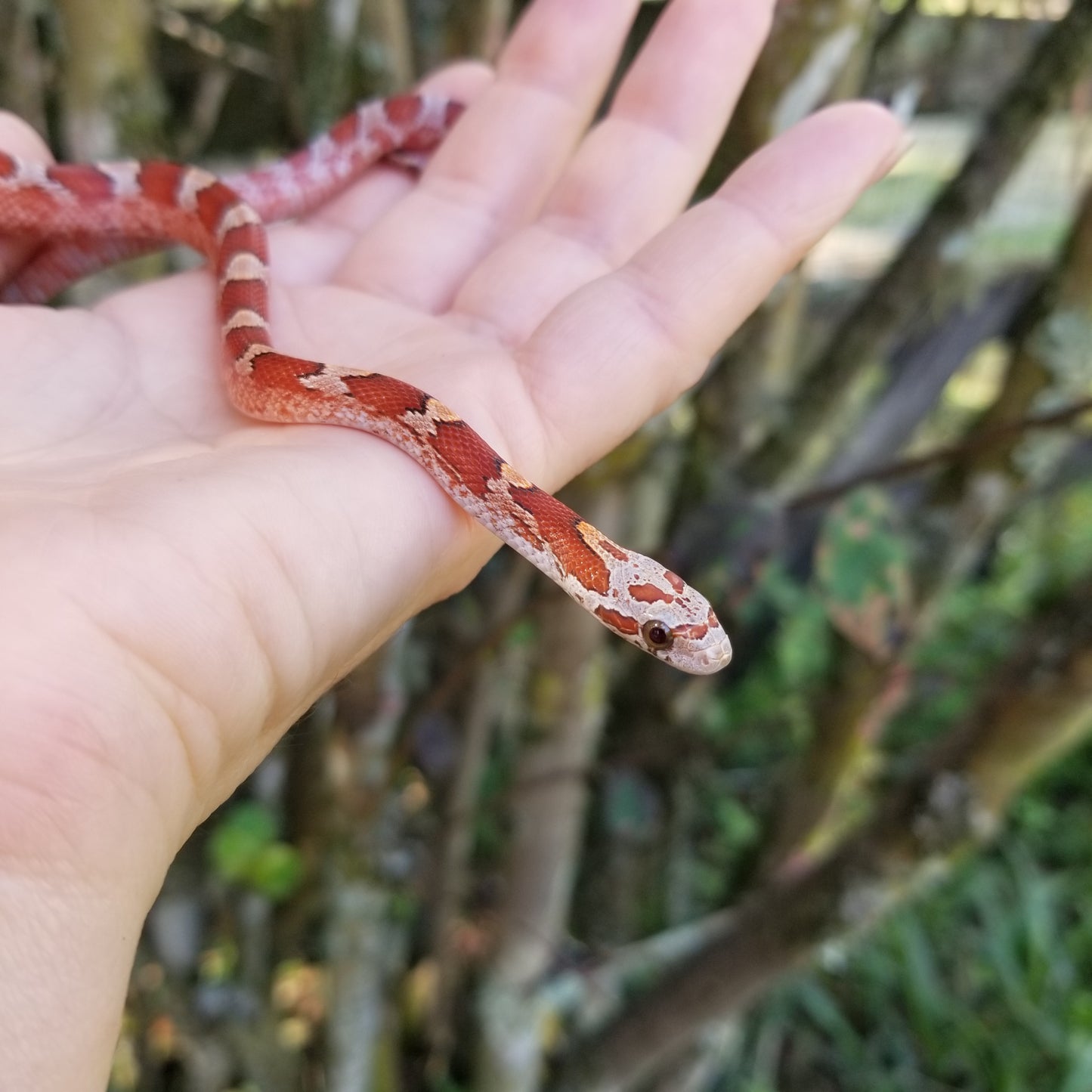 "Sweet Tart" JuMi12406 Ultra Bloodred Pied