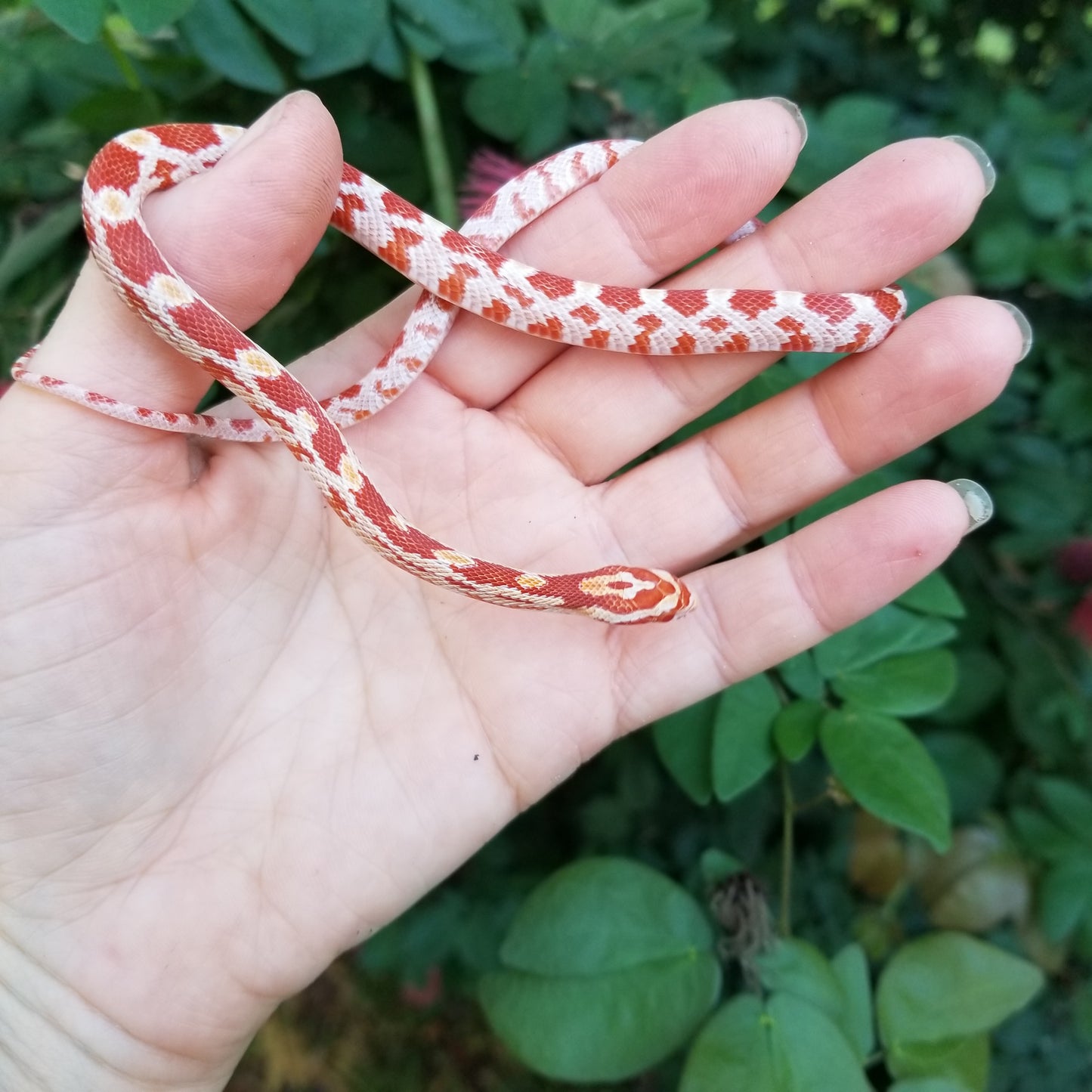 "Taffy" Amel het Caramel GaLe12415