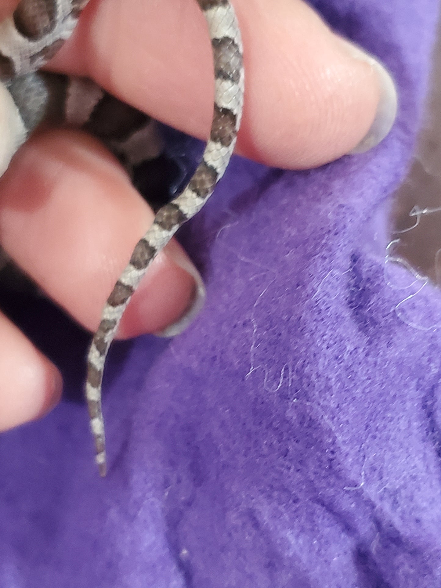 "Hershey" JuDr22401 light anery