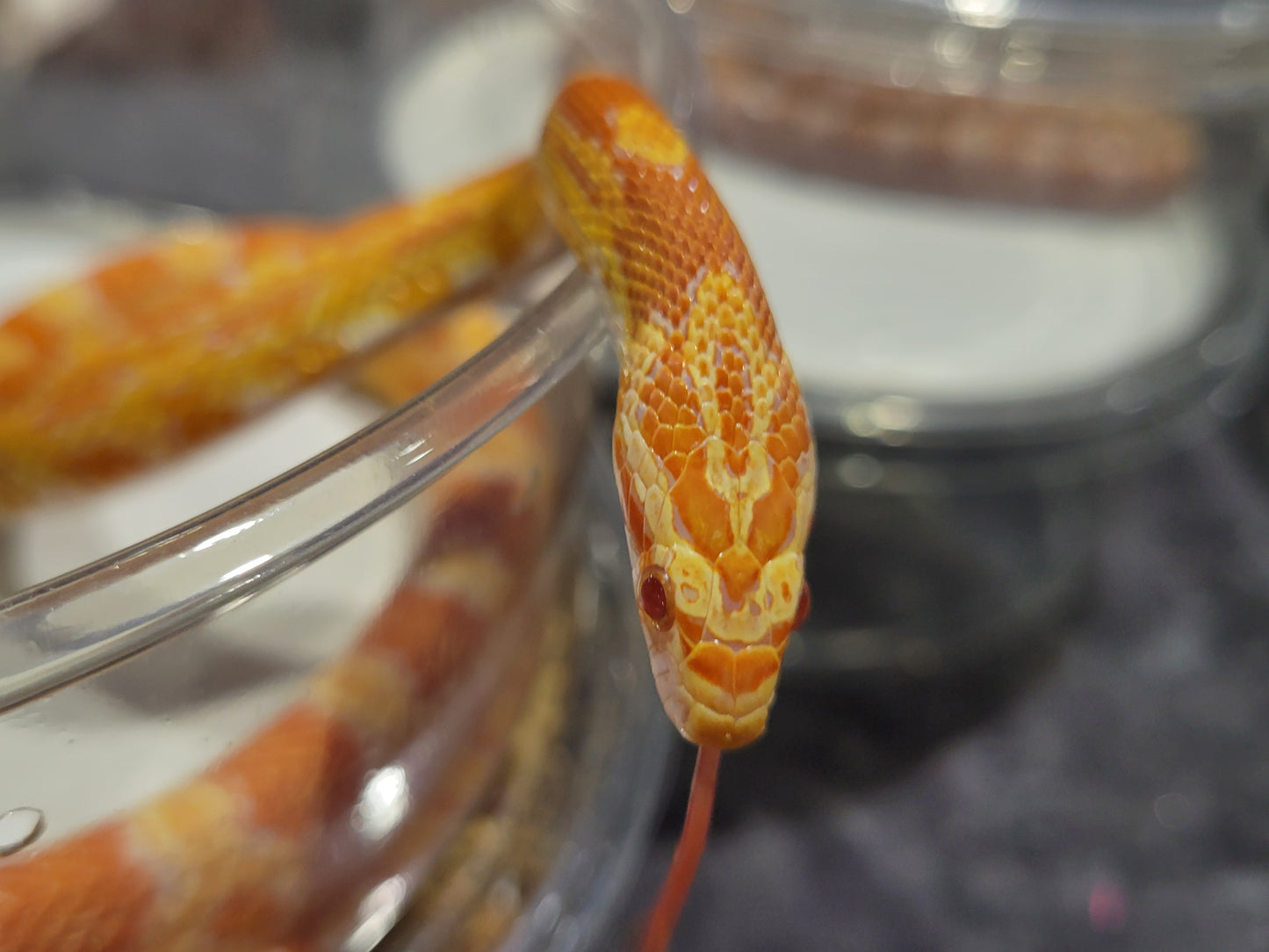 "Tango" VlHe12401 Amel