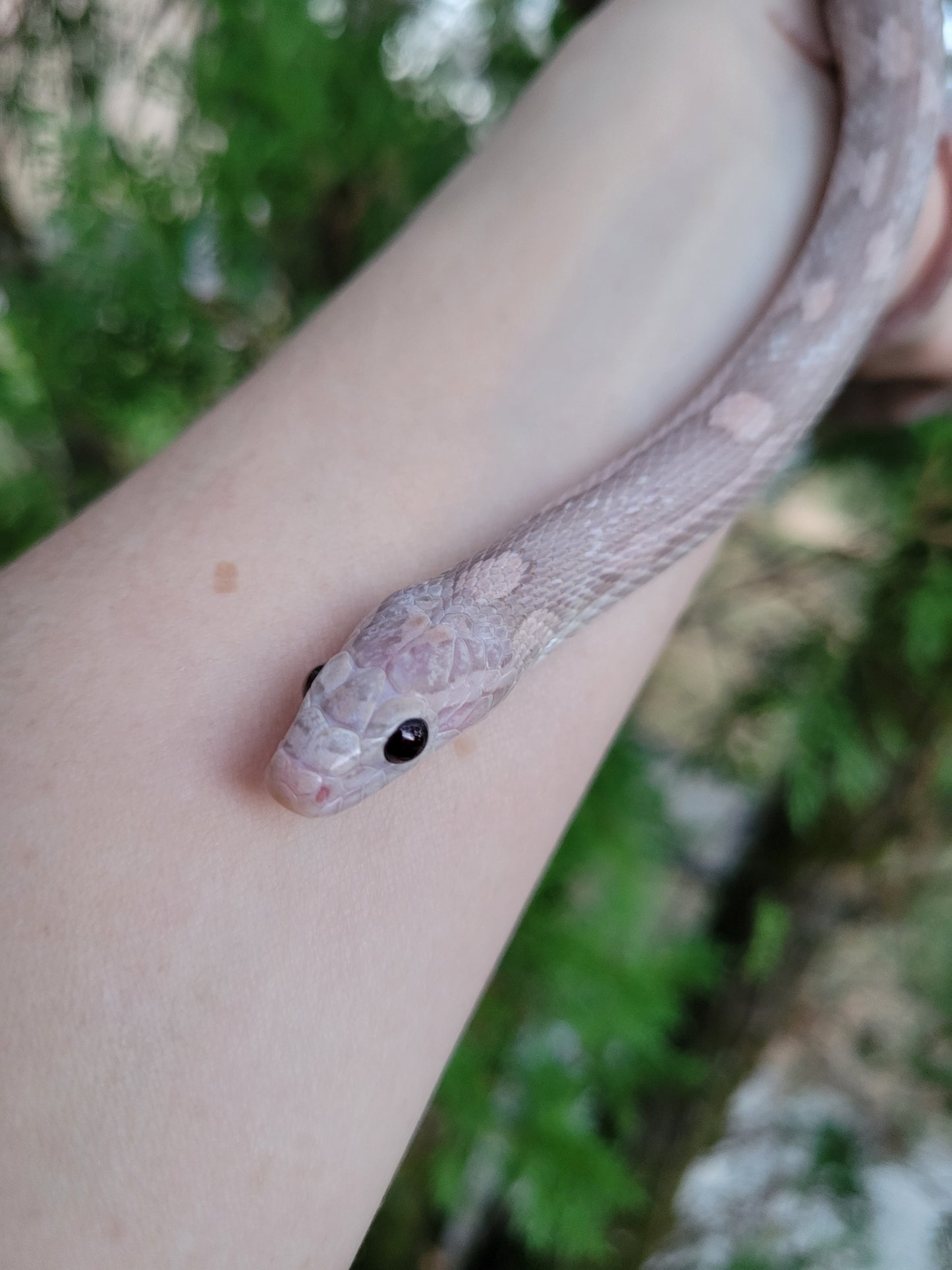 "BaLa123 - Violet" Hypo Lavender