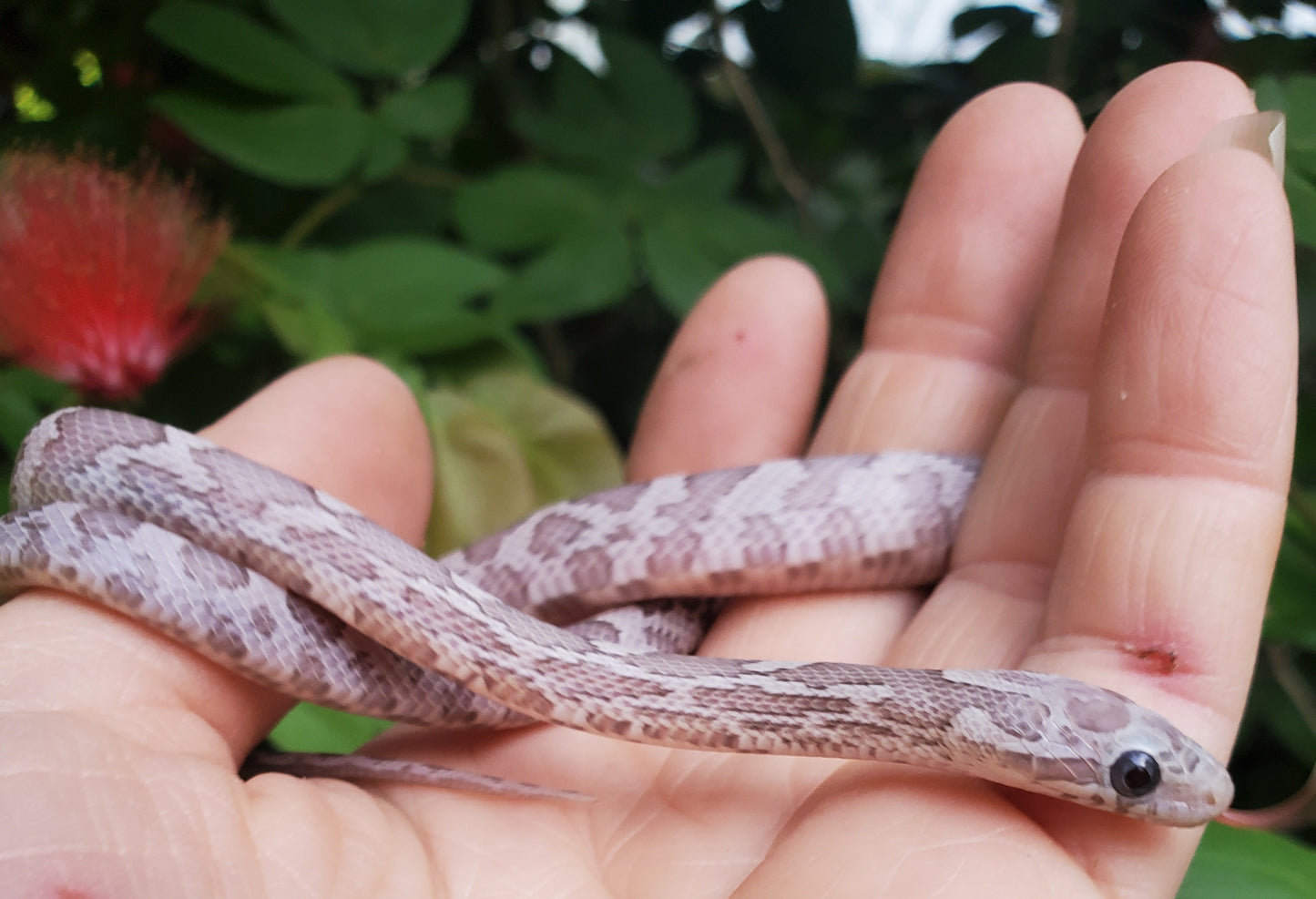 Small snake on a person's hand with a blurred foliage background