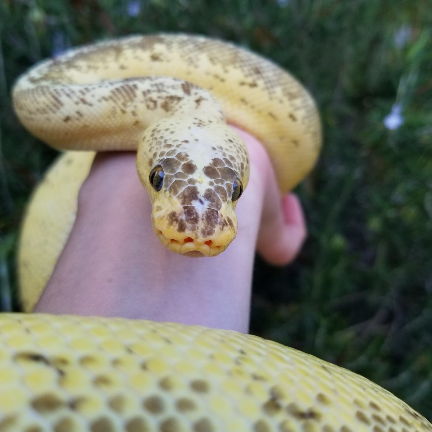 "Sunrise" - (F) Super Pastel Pinstripe Lesser Clown