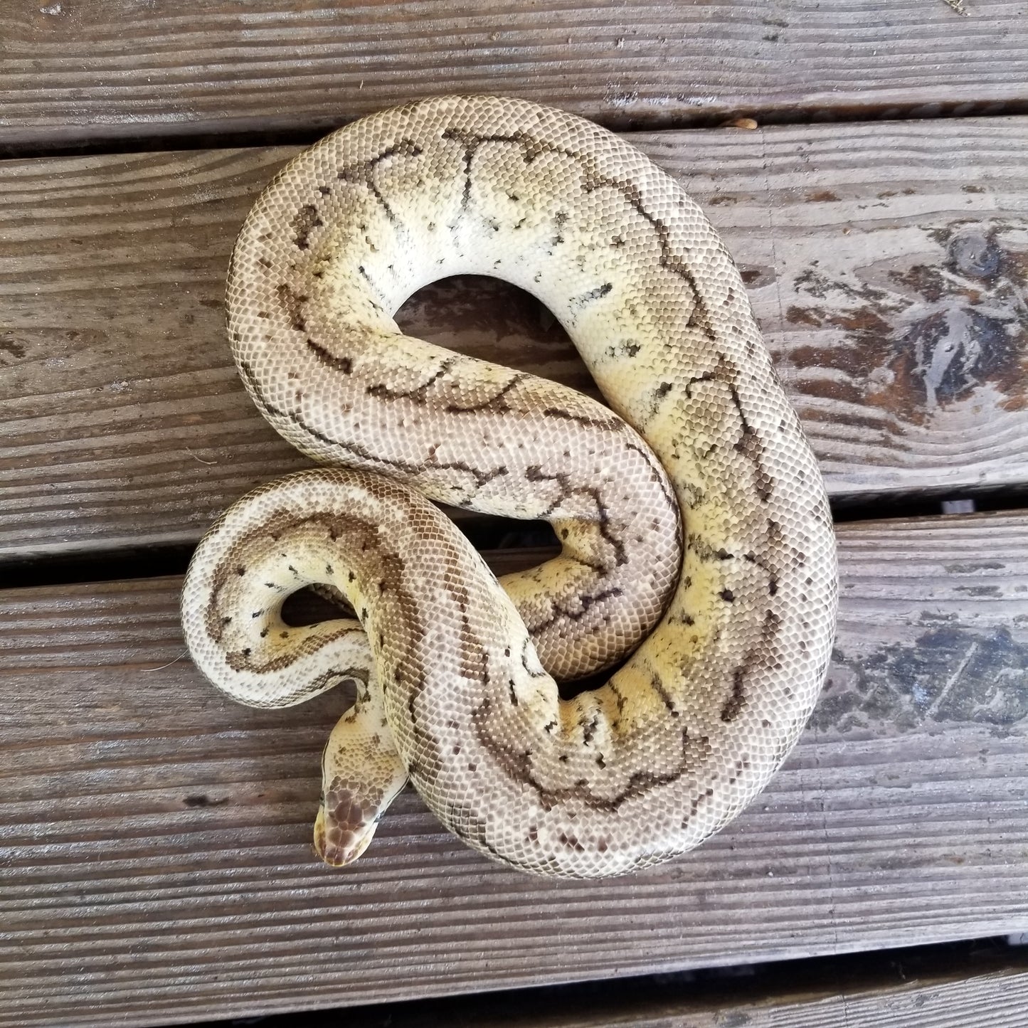 "Patrick" - (M) Lesser Pastel Pinstripe Crypton