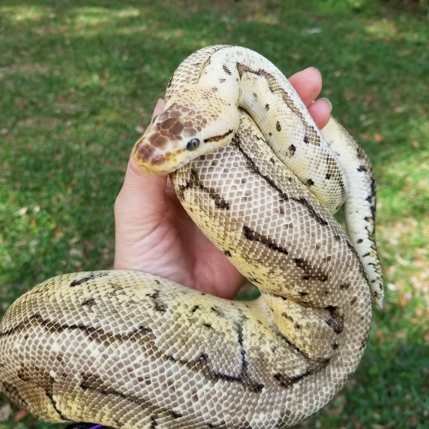 "Patrick" - (M) Lesser Pastel Pinstripe Crypton