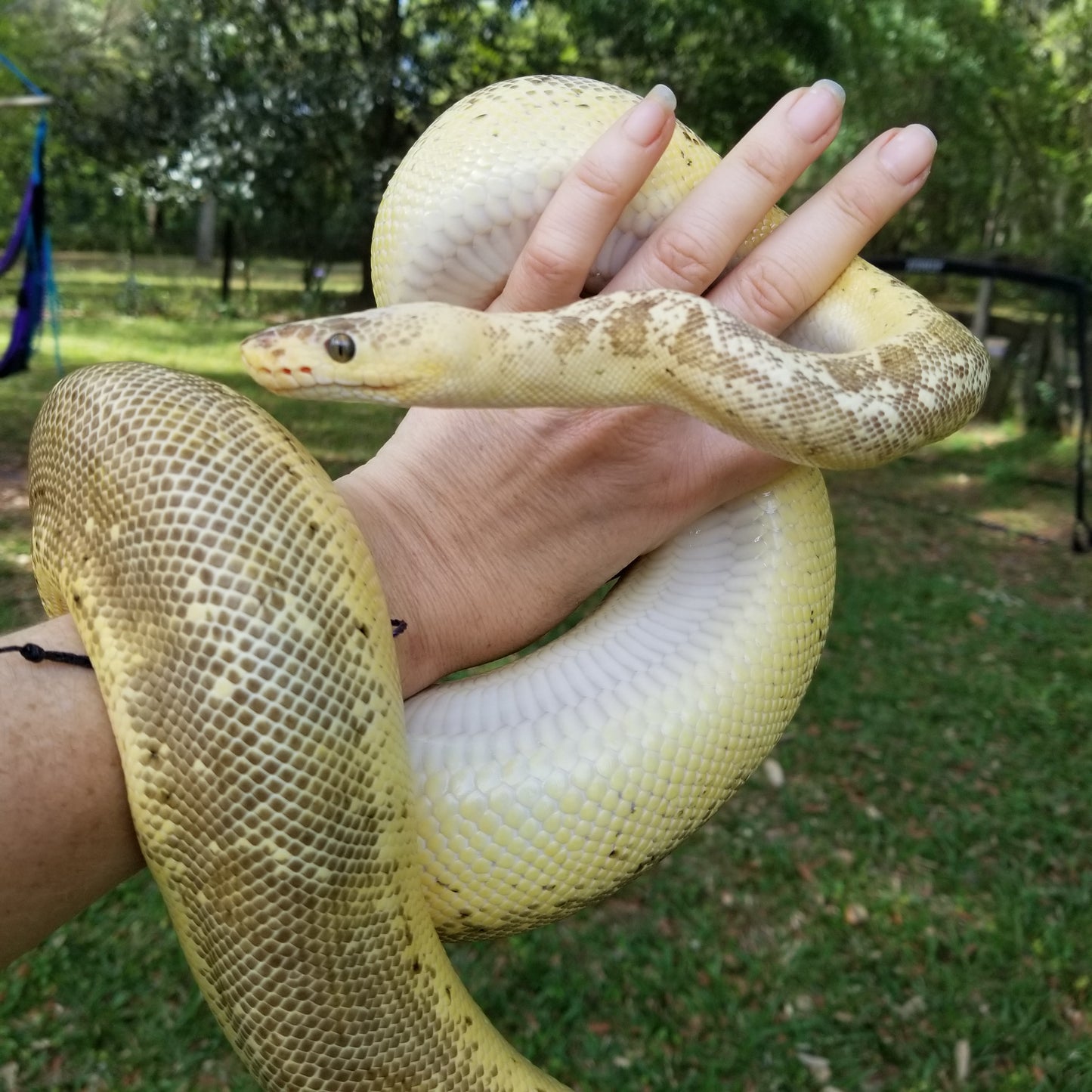 "Sunrise" - (F) Super Pastel Pinstripe Lesser Clown