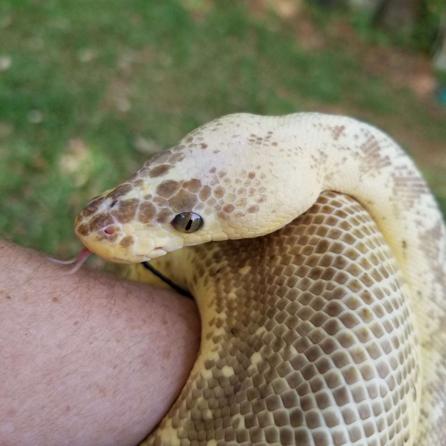 "Sunrise" - (F) Super Pastel Pinstripe Lesser Clown