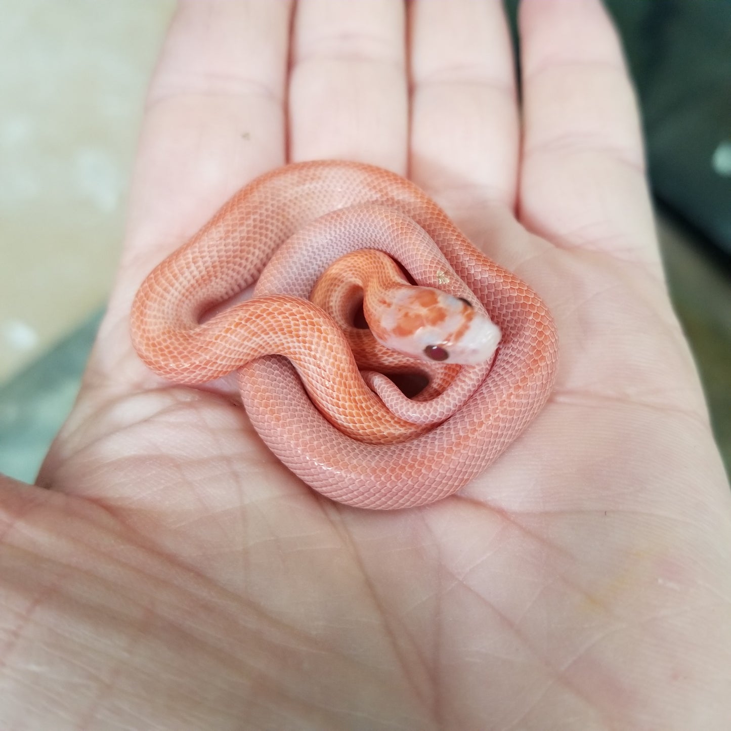 "Umber" JuMi124 Cube Stripe Vanishing Stripe