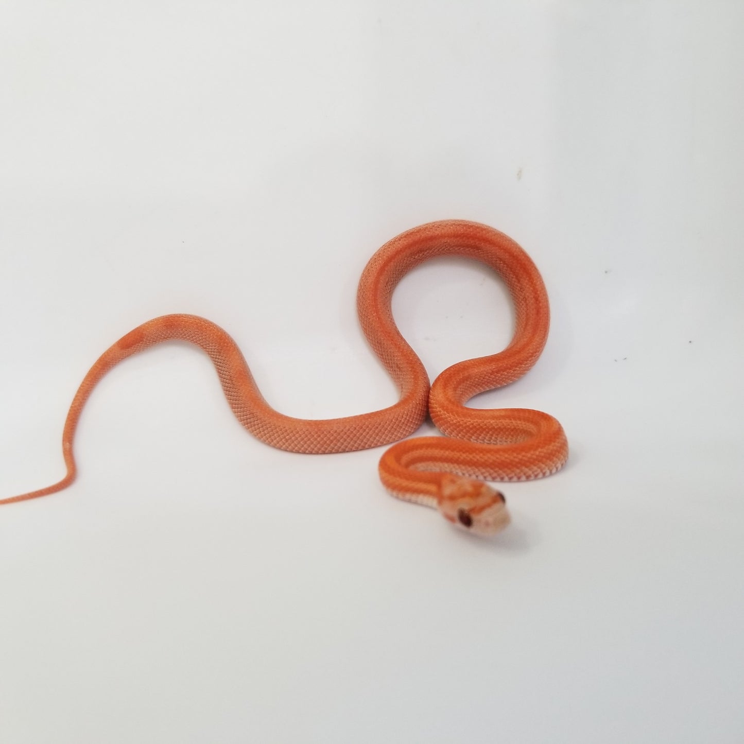 "Umber" JuMi124 Cube Stripe Vanishing Stripe