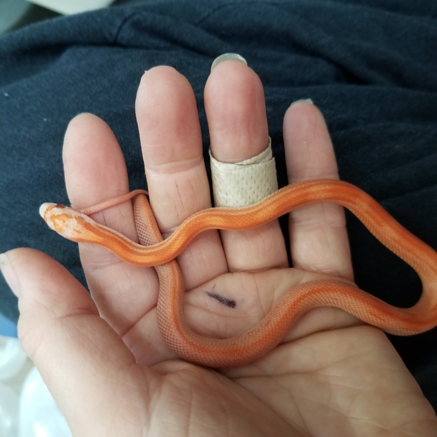 "Umber" JuMi124 Cube Stripe Vanishing Stripe