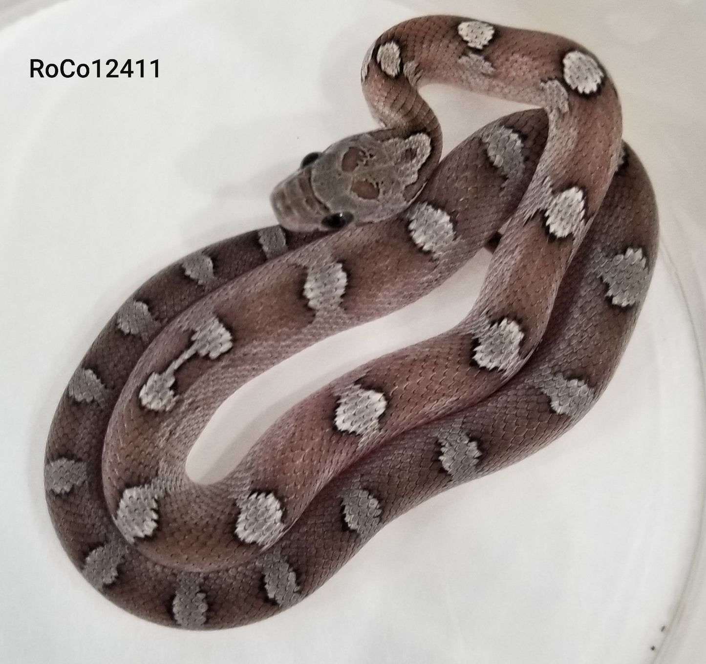 Granite Pied RoCo12411