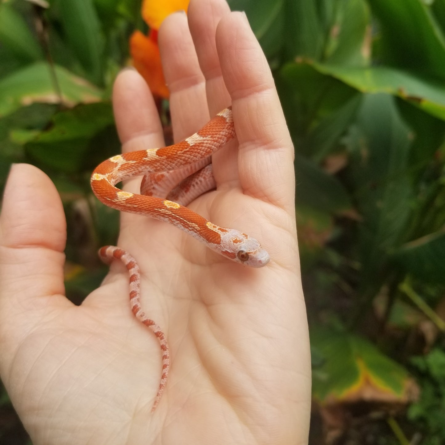 Hypo Ultra Bloodred Pied Jumi12403