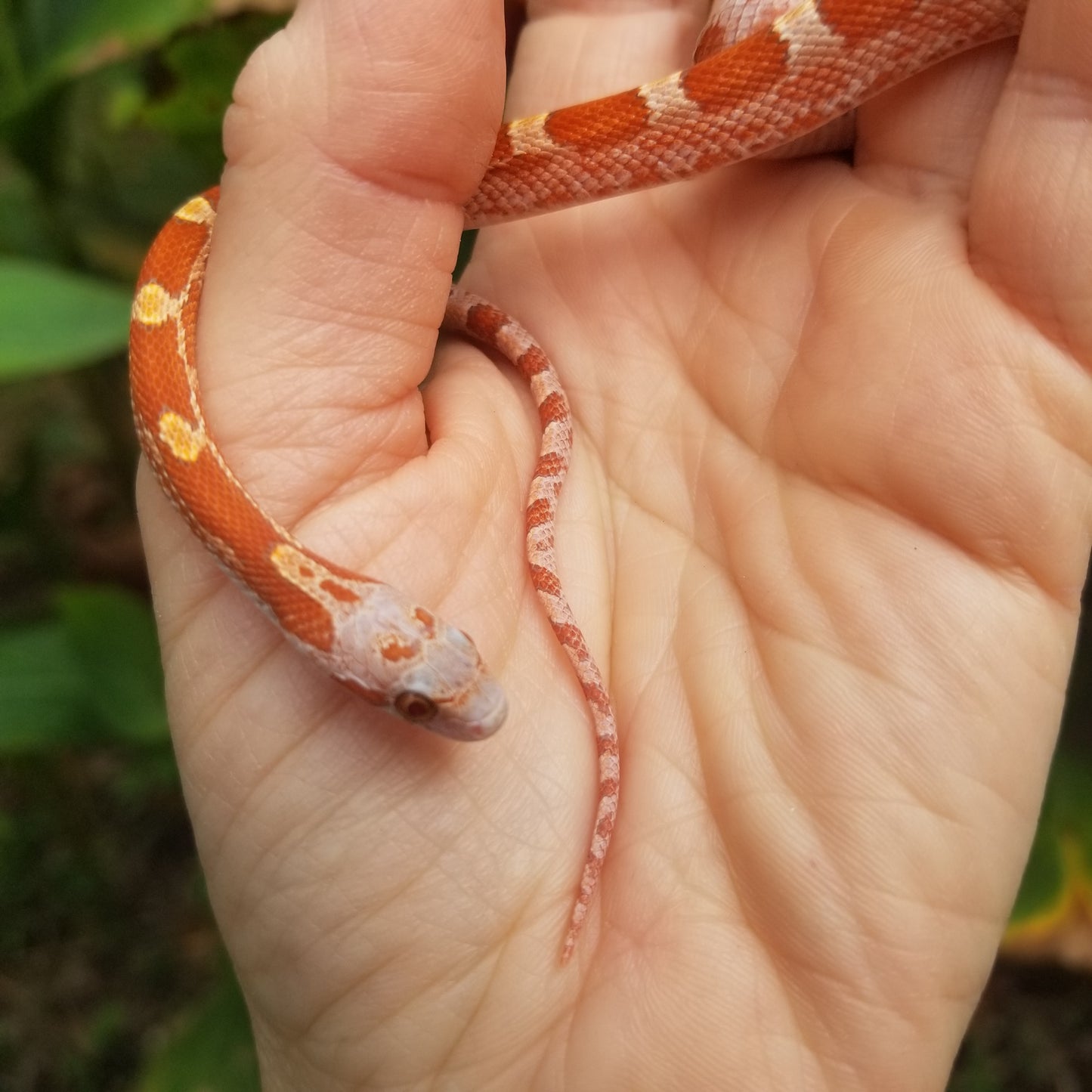 Hypo Ultra Bloodred Pied Jumi12403