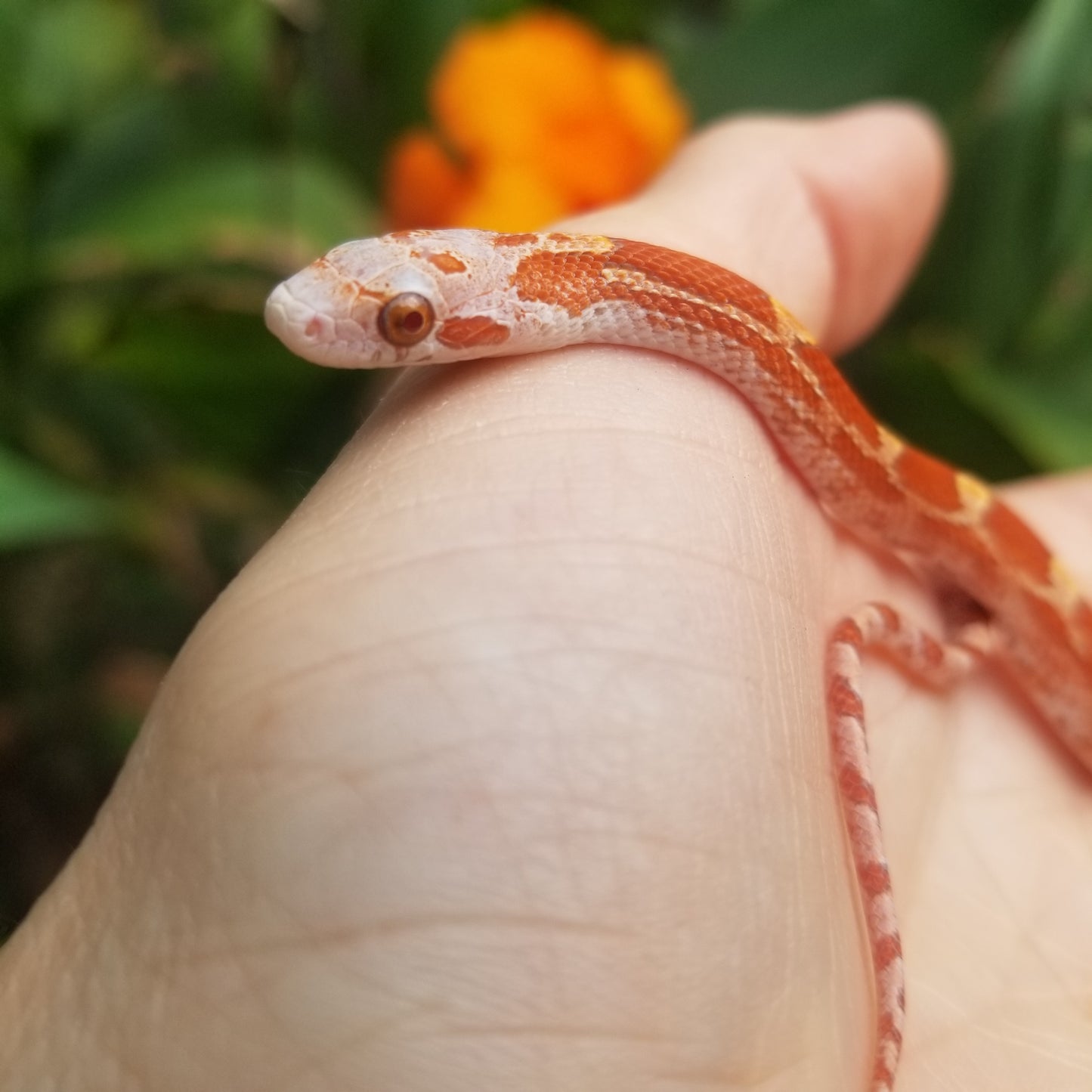 Hypo Ultra Bloodred Pied Jumi12403