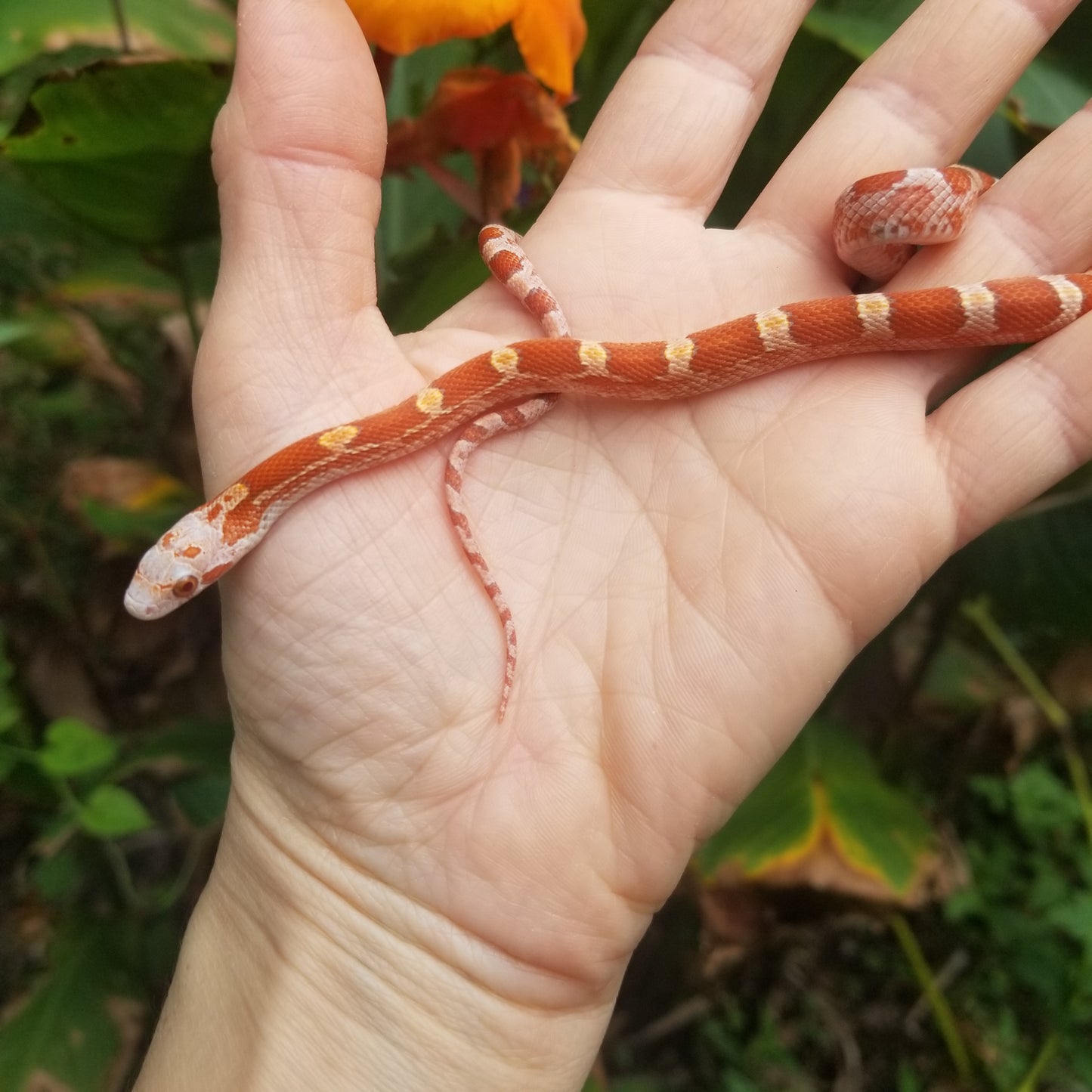 Hypo Ultra Bloodred Pied Jumi12403