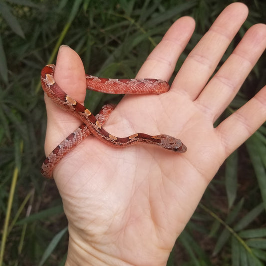 Bloodred Pied CoRo12410