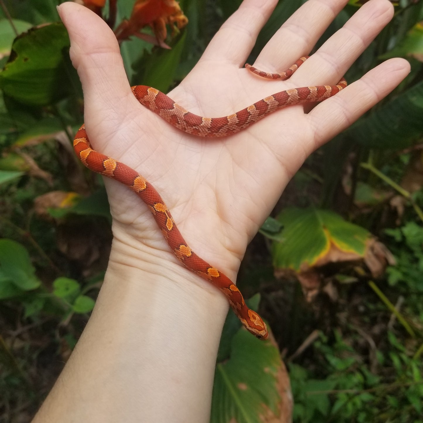 hypo masque het diffused RoCo12414