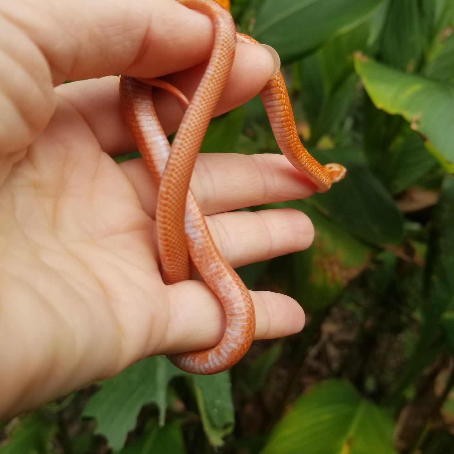 Hypo Ultra Bloodred Pied Motley-Stripe JuMi124-8