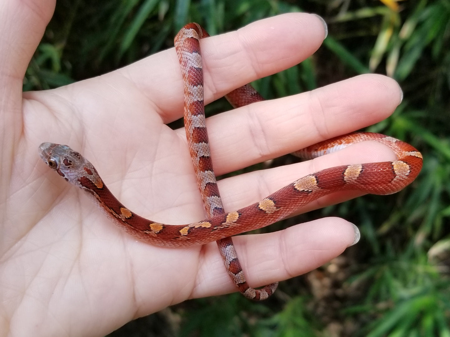 Bloodred pied RoCo12403