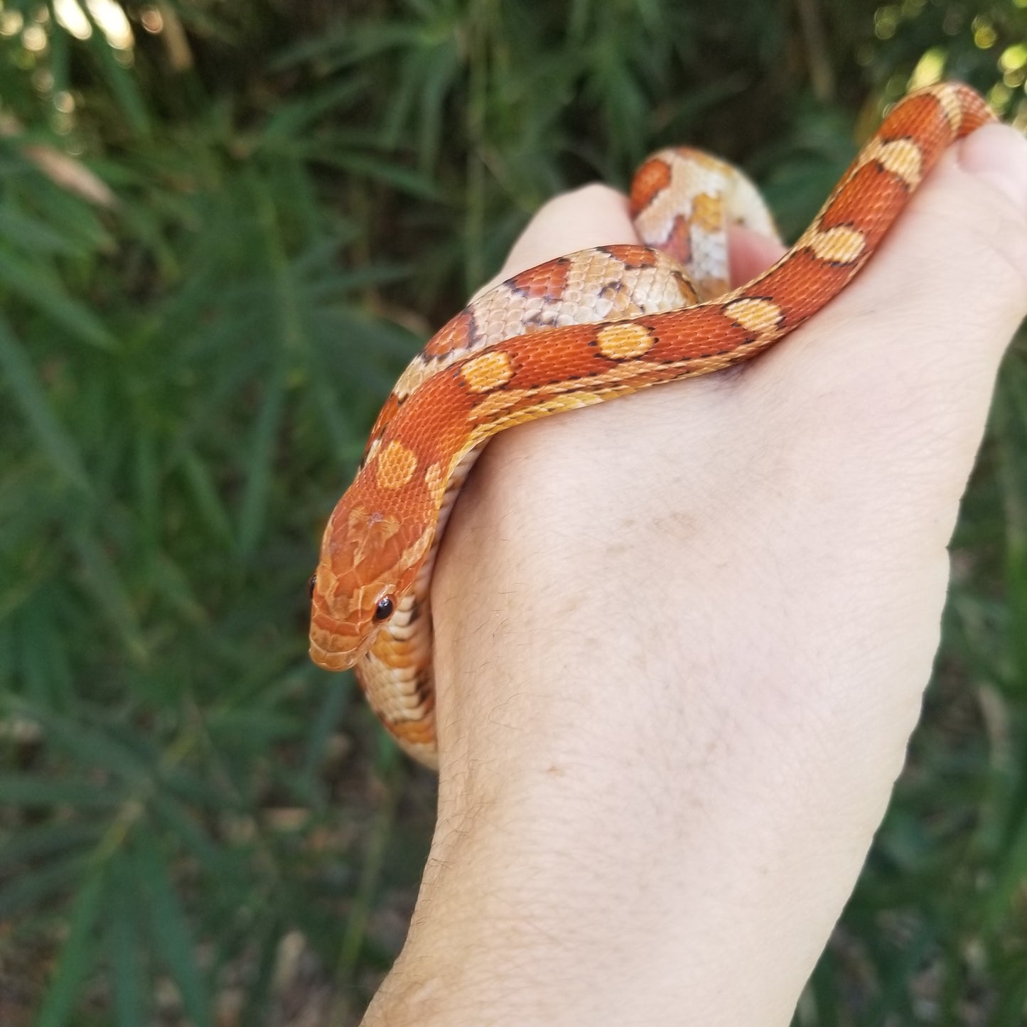 "Jaguar" BasLa12301 *PET ONLY*