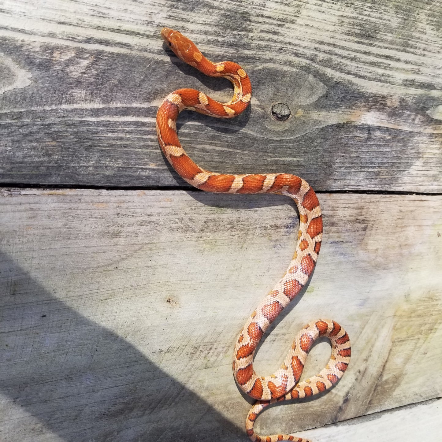 "Jaguar" BasLa12301 *PET ONLY*