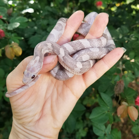 "Melody" hypo lavender