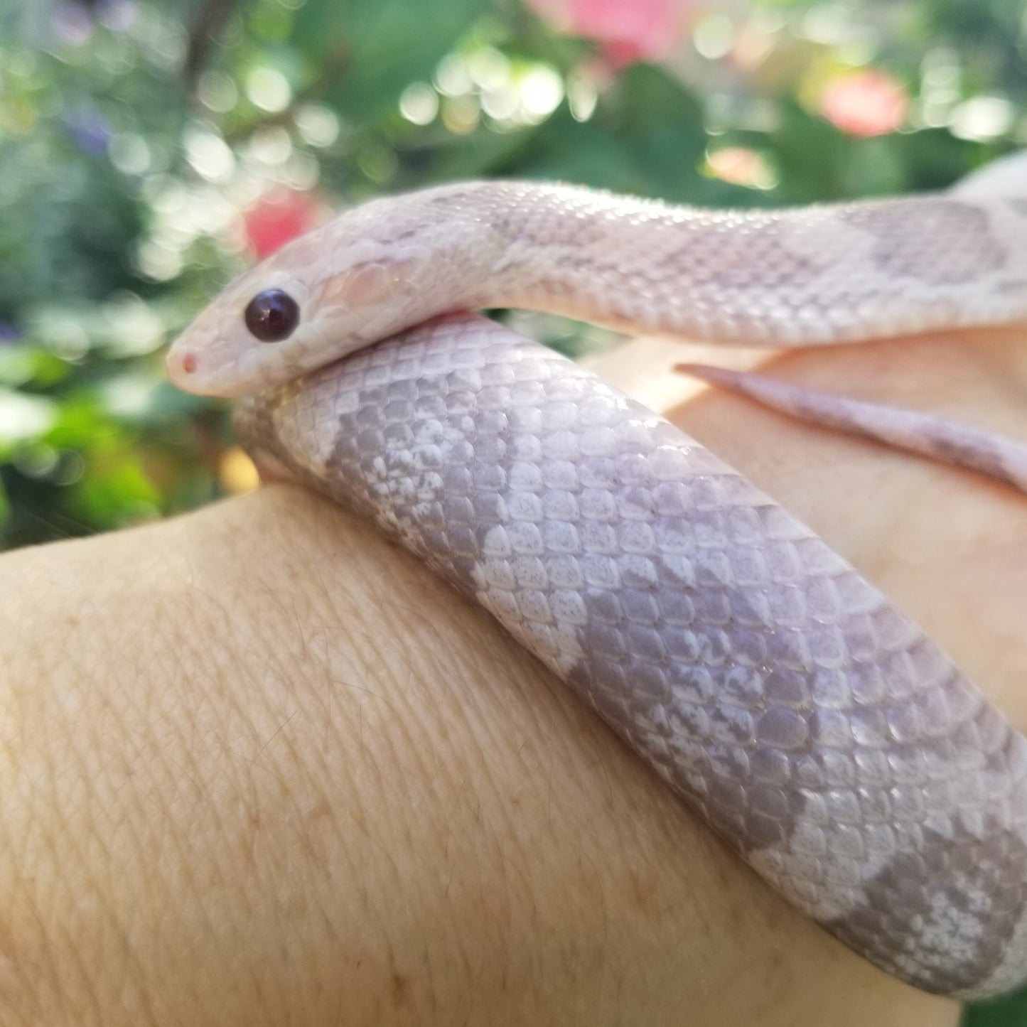 "Melody" hypo lavender