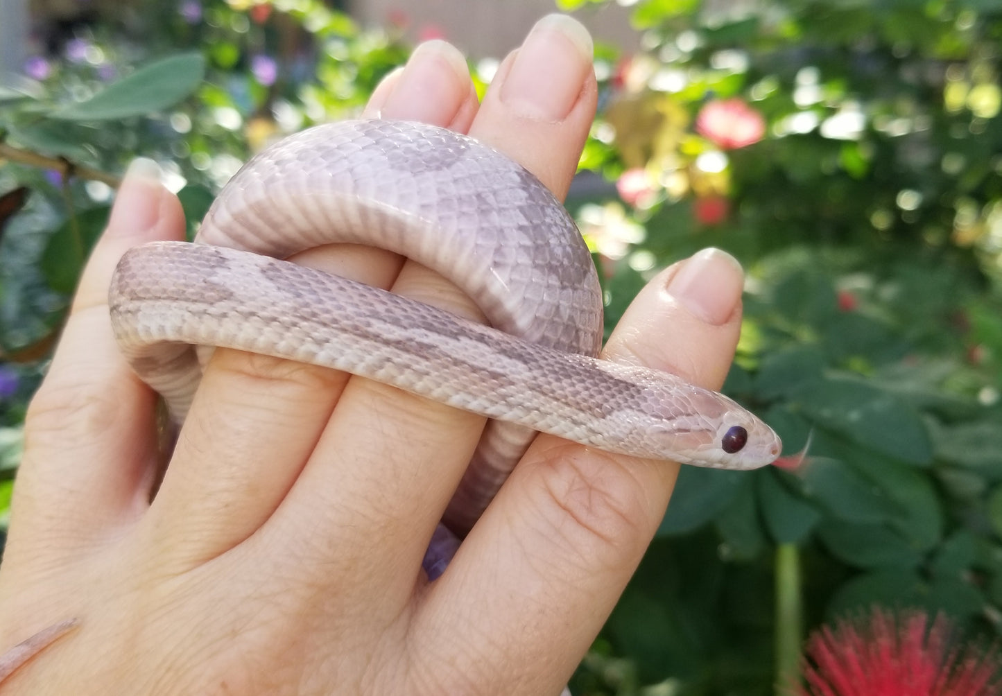 "Melody" hypo lavender