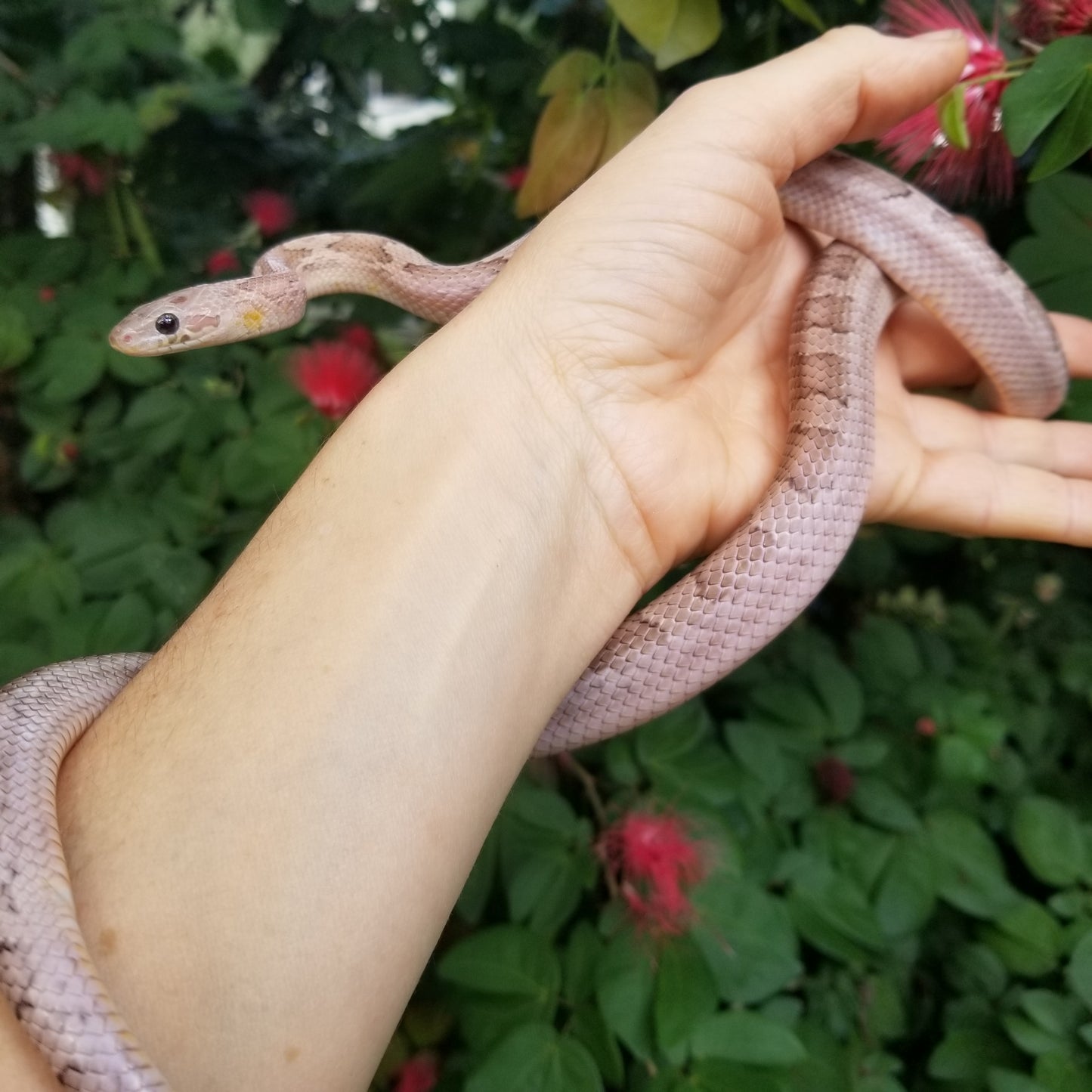 "Draco" ghost bloodred pied