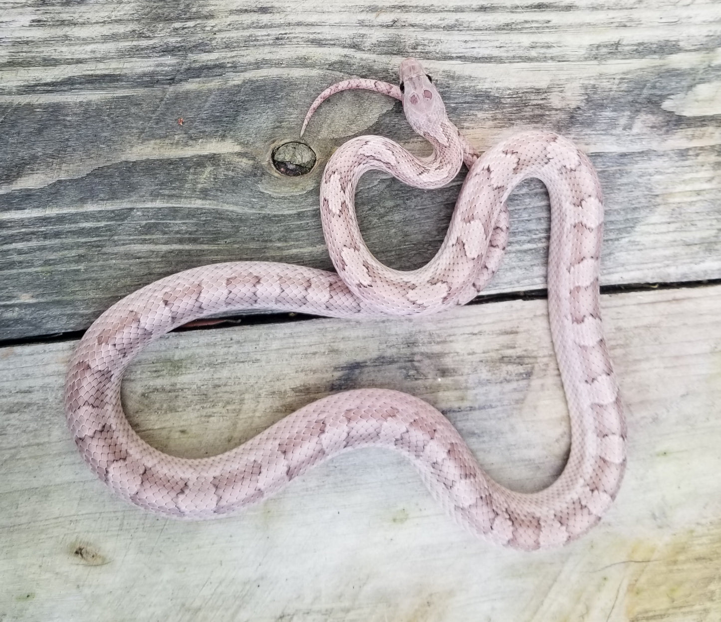 "Draco" ghost bloodred pied