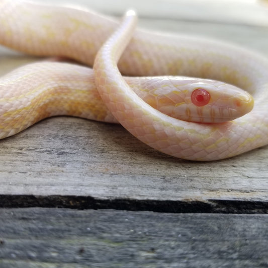 "Amemone" coral halo snow tessera