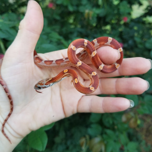 Motley het lavender JuMi12412