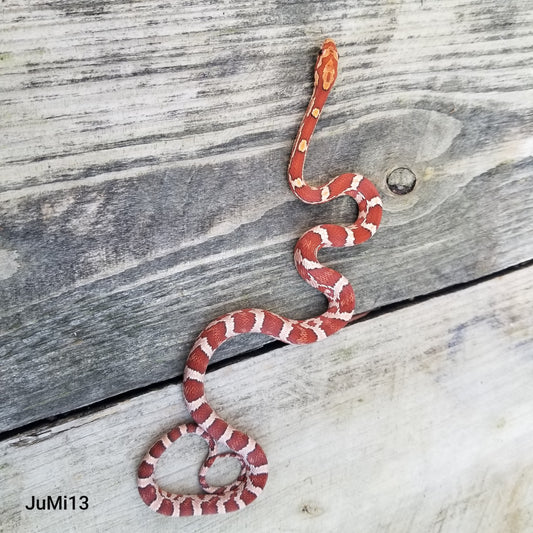 JuMi12413 Hypo type