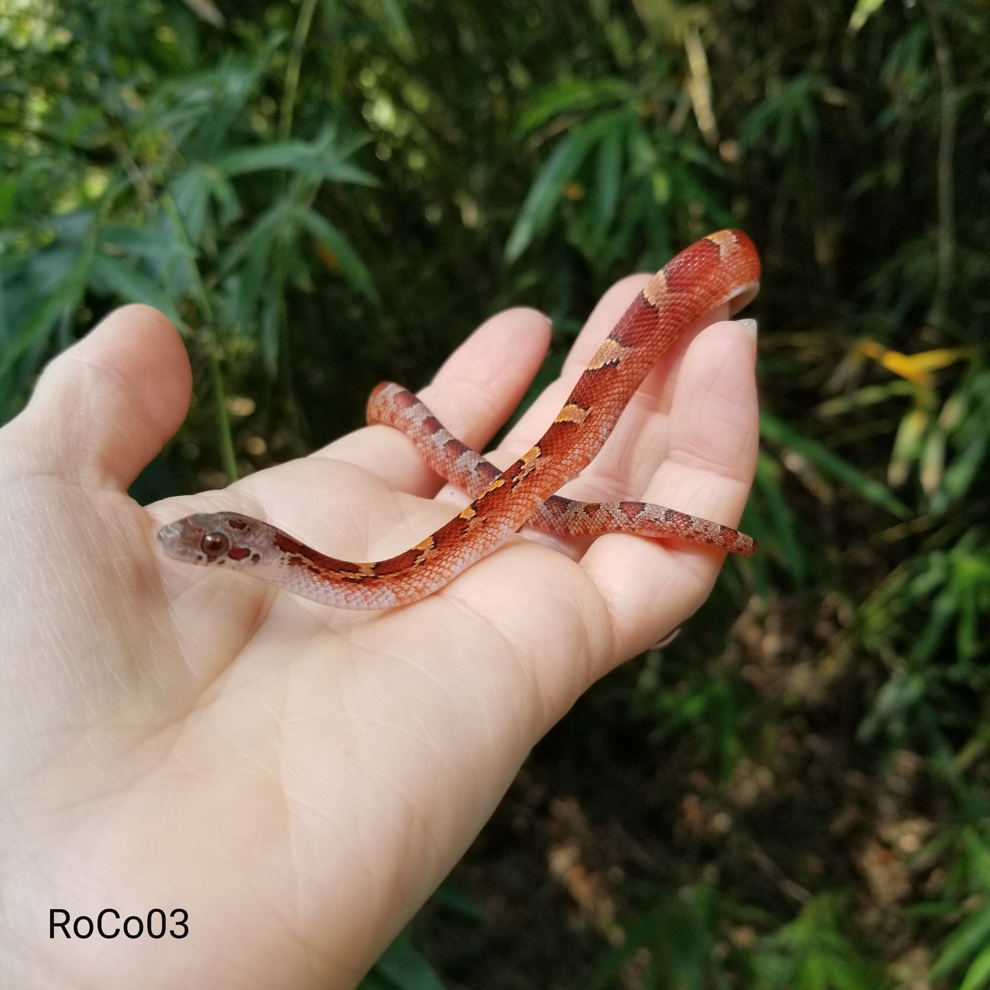 Bloodred pied RoCo12403