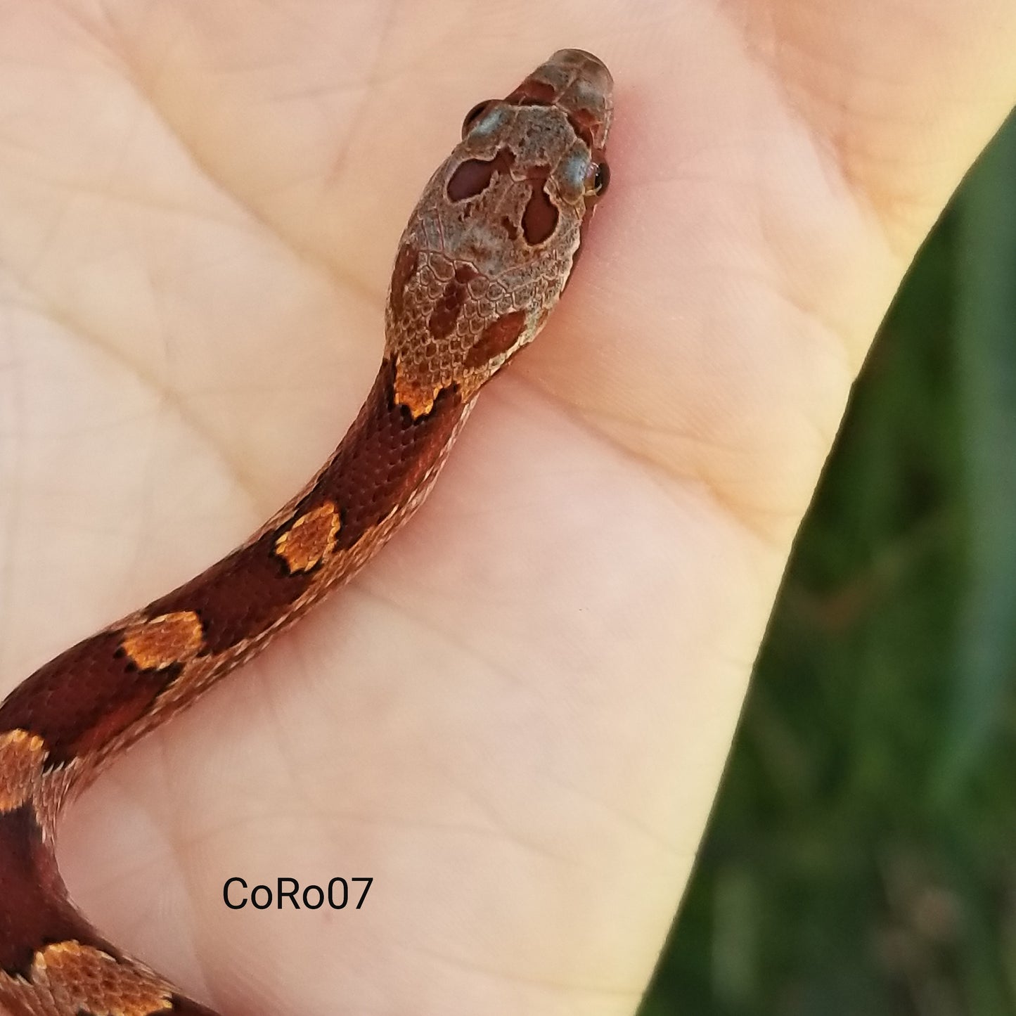 Bloodred low white Pied CoRo12407