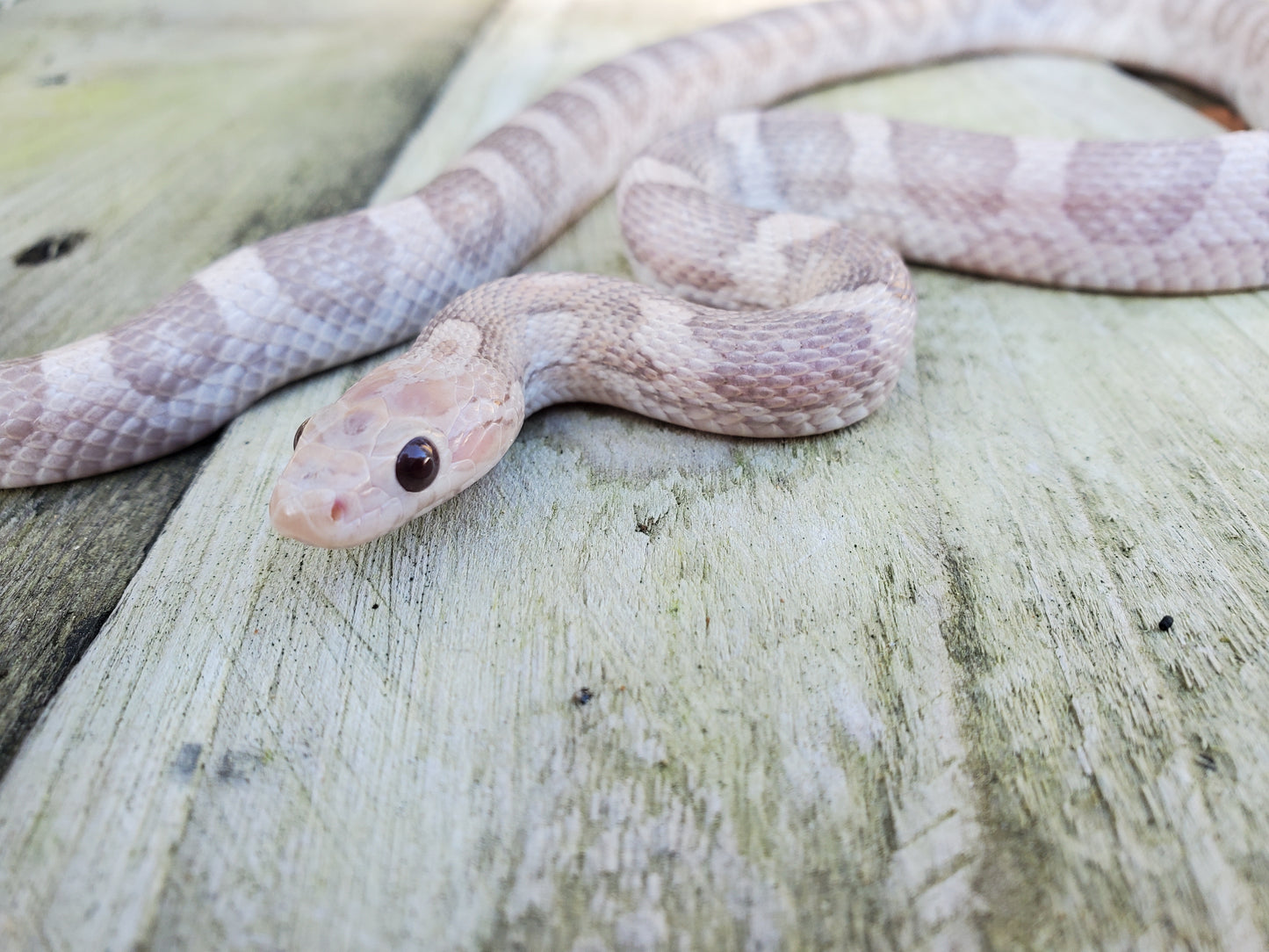 "Melody" hypo lavender