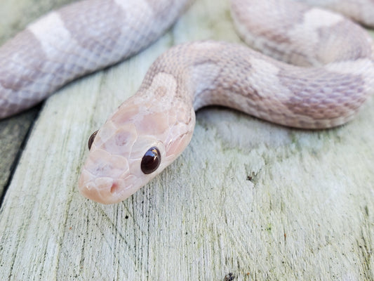 "Melody" hypo lavender