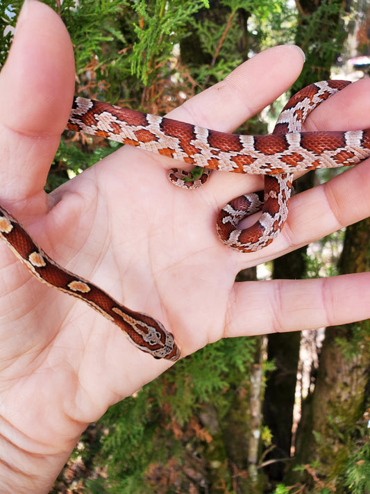 "Werther's" Classic with hets VlHe12418hb