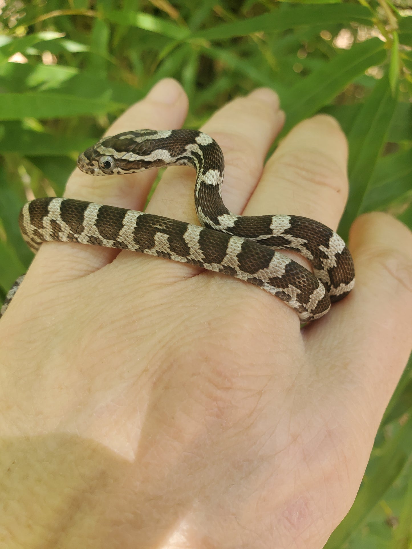 "Oreo" anery het lavender