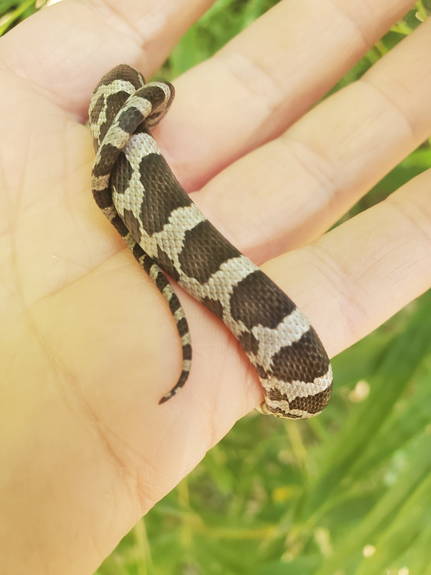 "Oreo" anery het lavender