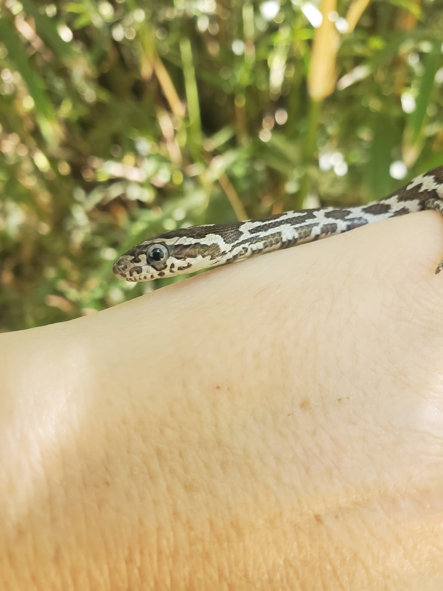"Oreo" anery het lavender