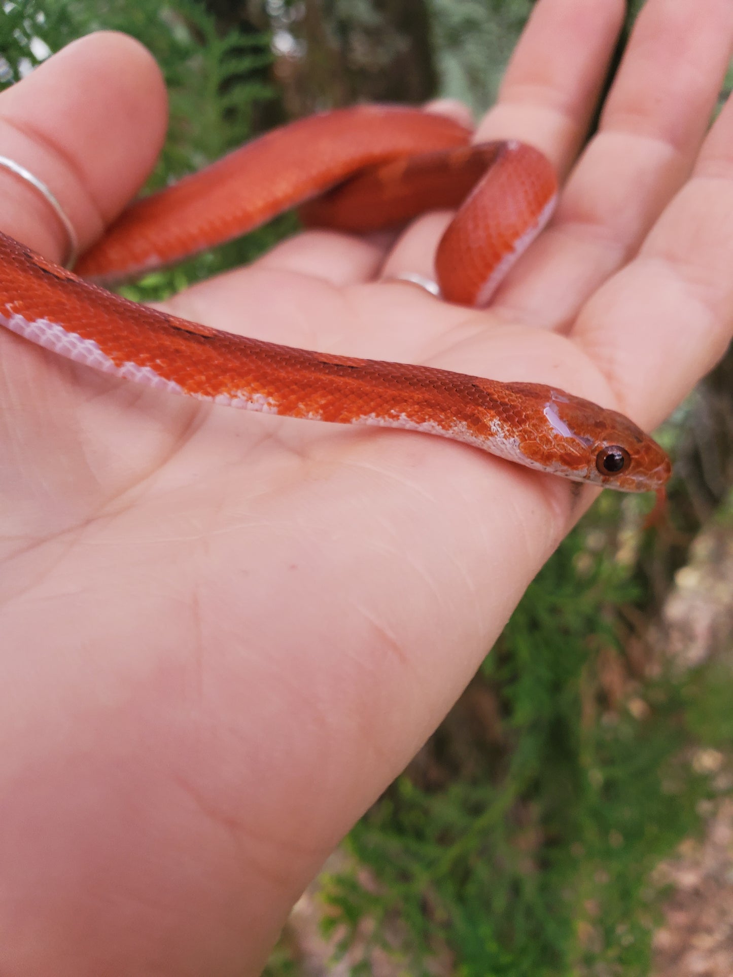 "Phoenix" RoCo124 Bloodred Motley-Stripe Pied