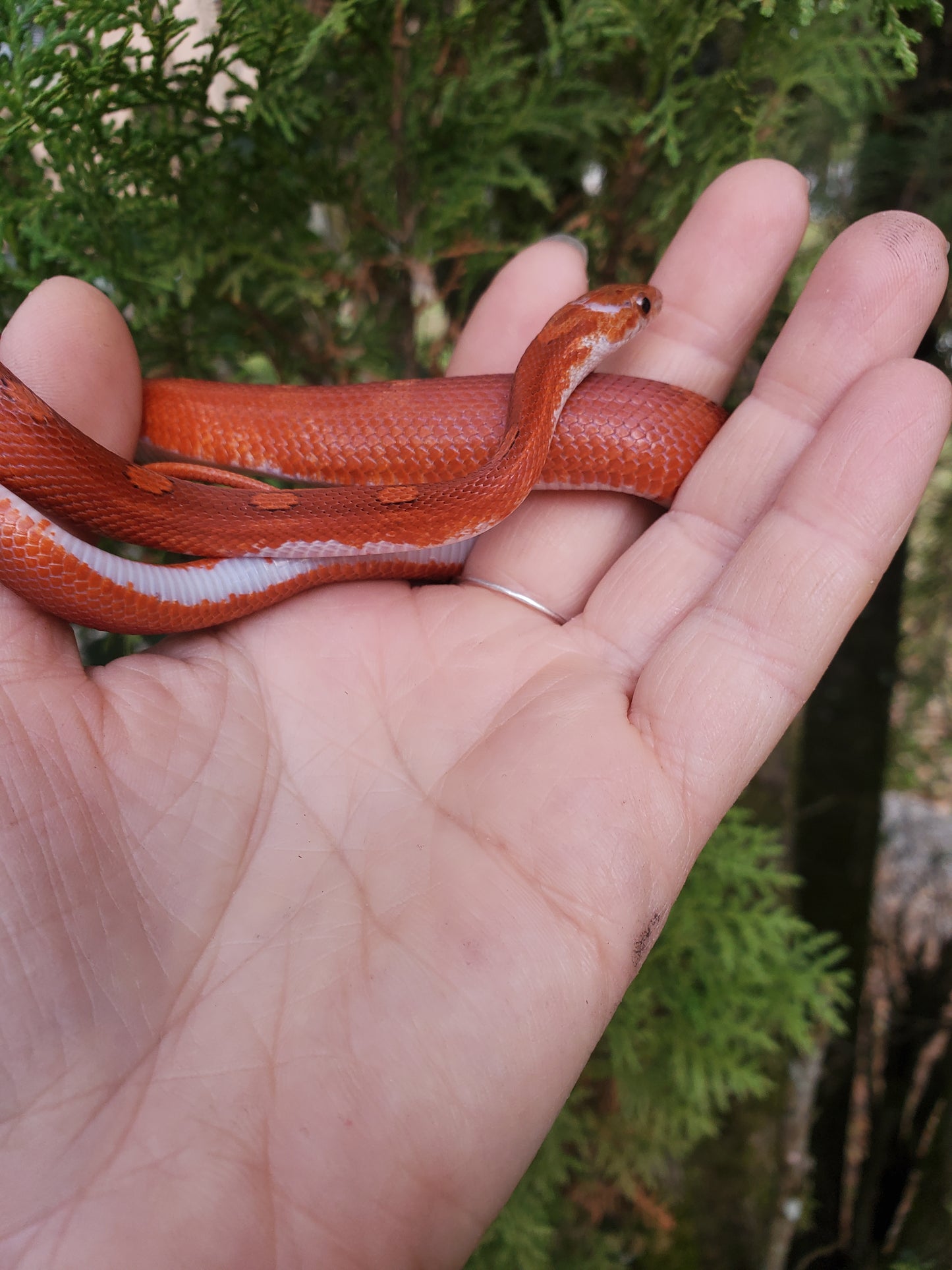 "Phoenix" RoCo124 Bloodred Motley-Stripe Pied