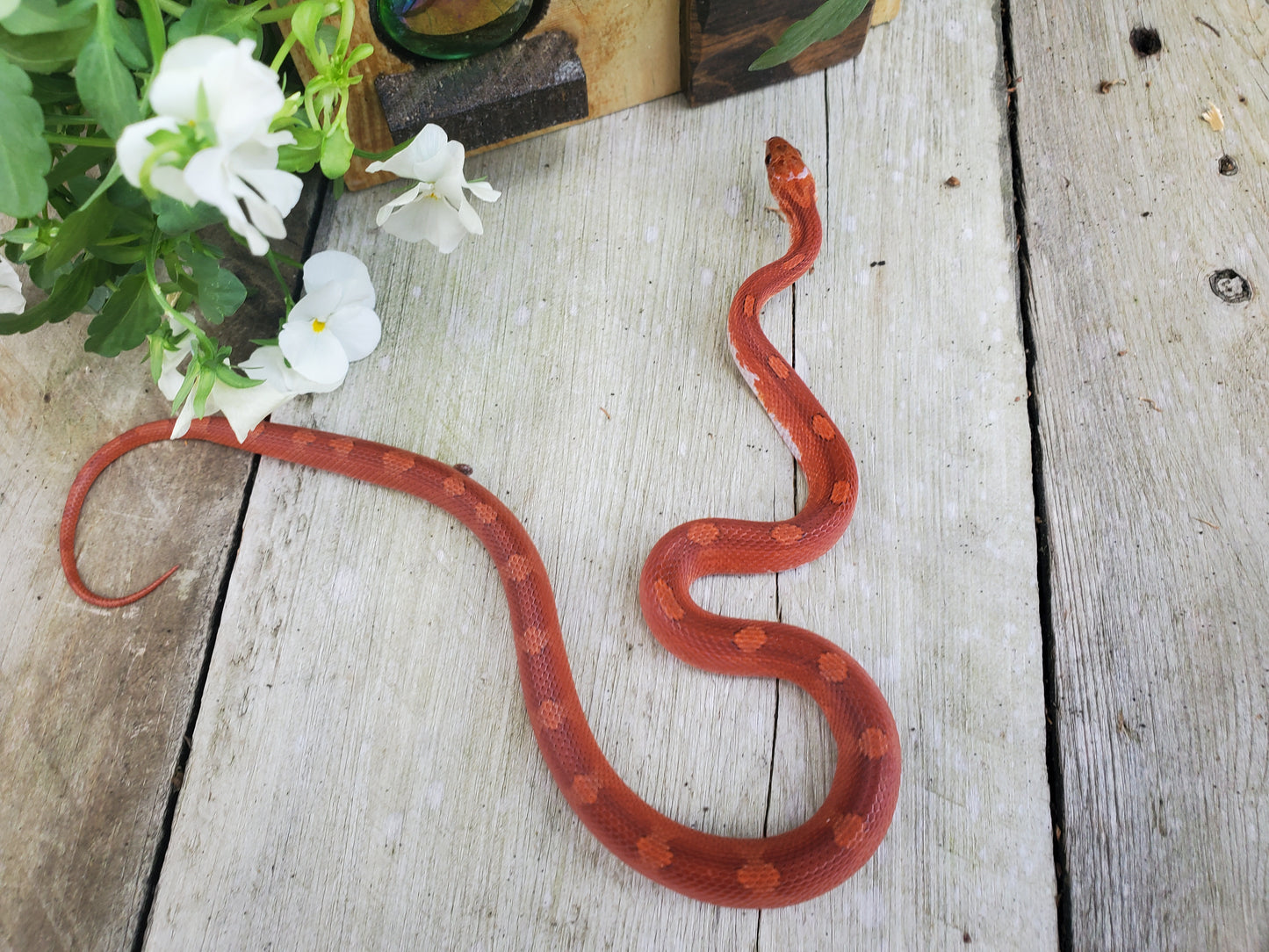 "Phoenix" RoCo124 Bloodred Motley-Stripe Pied