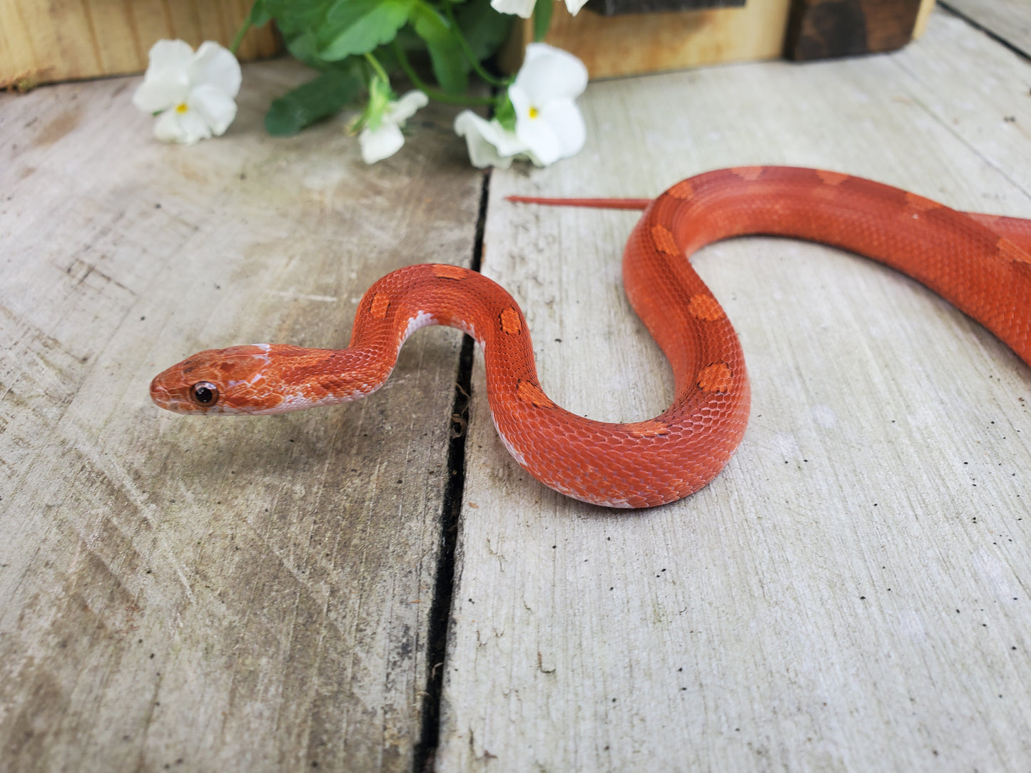 "Phoenix" RoCo124 Bloodred Motley-Stripe Pied