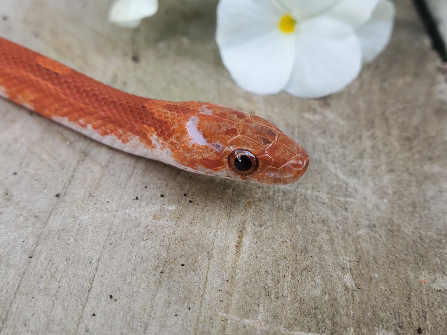 "Phoenix" RoCo124 Bloodred Motley-Stripe Pied