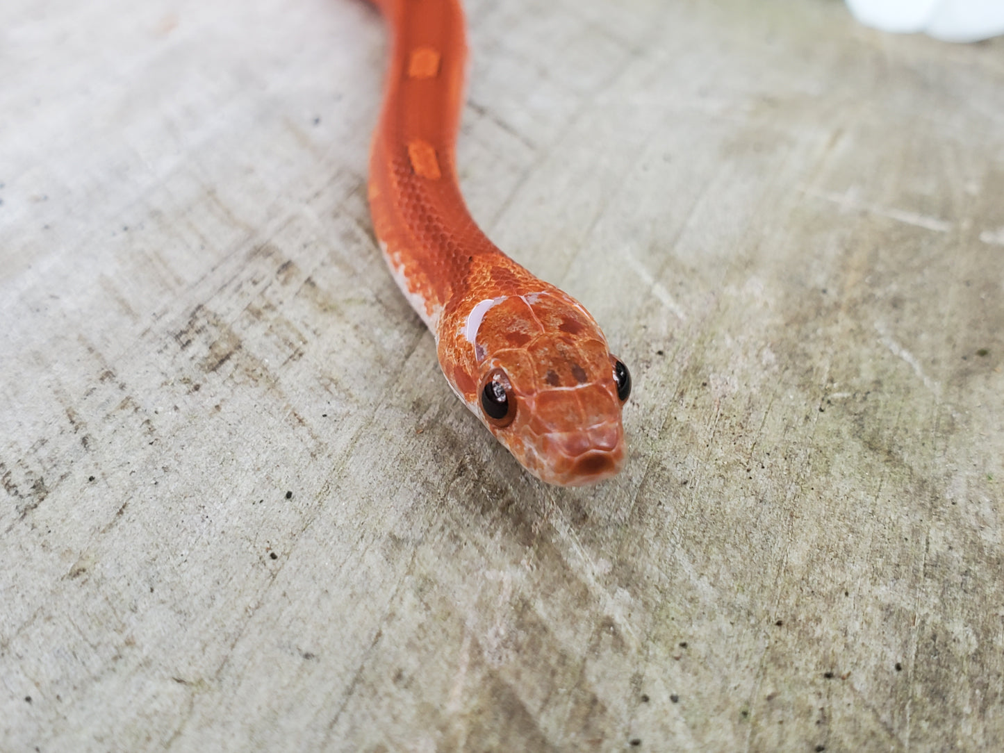 "Phoenix" RoCo124 Bloodred Motley-Stripe Pied