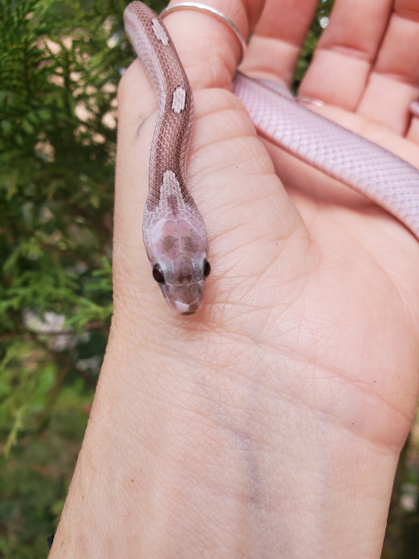 "Fenrir" RoCo12406 Granite Motley-Stripe Pied