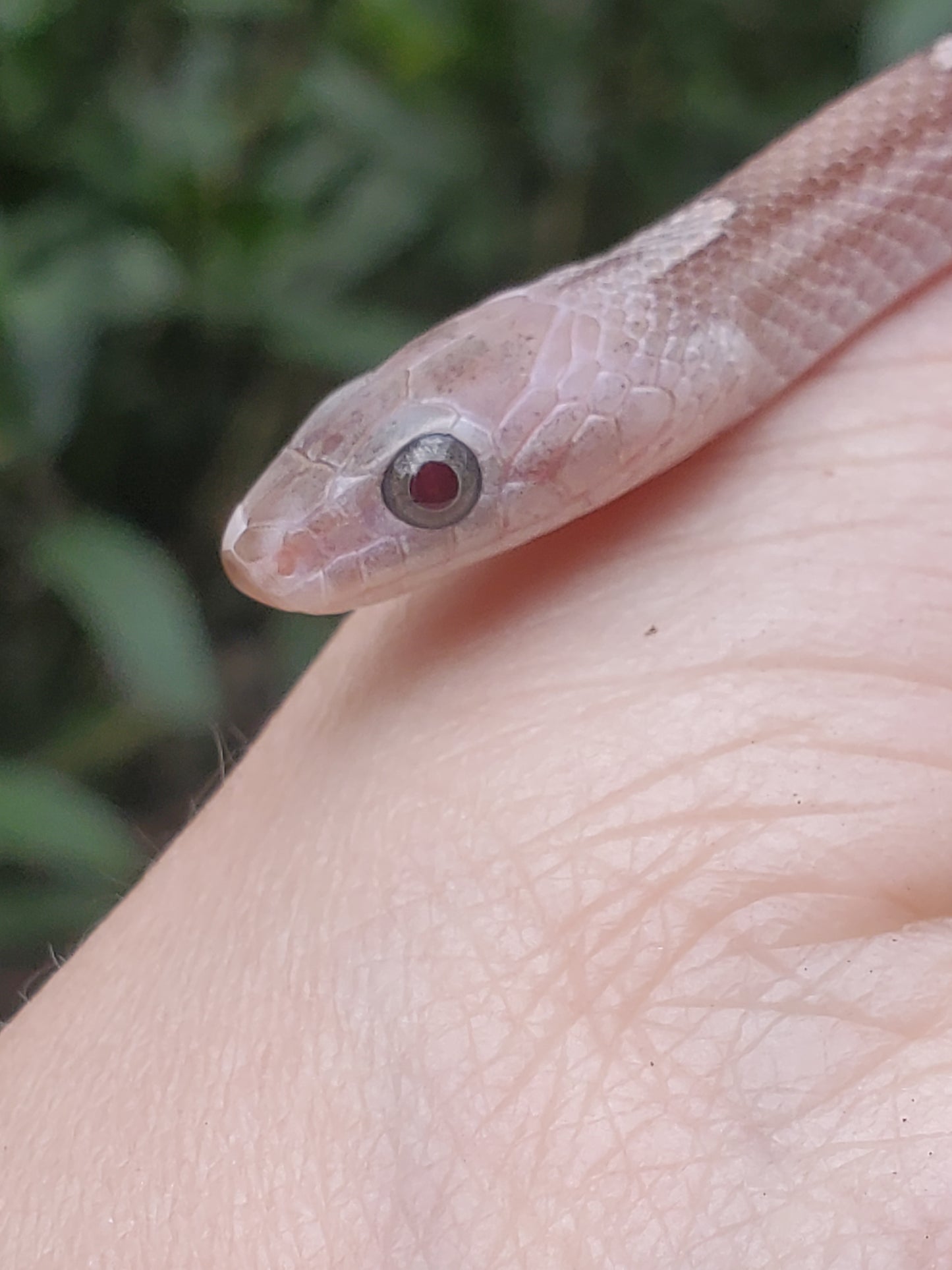 "Fenrir" RoCo12406 Granite Motley-Stripe Pied